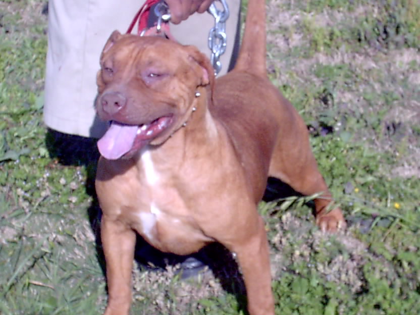 zena2.jpg